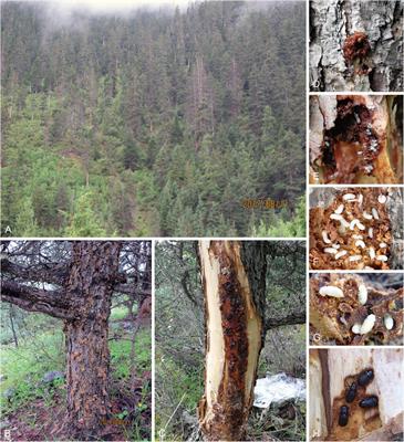 Abundance and Diversity of Ophiostomatoid Fungi Associated With the Great Spruce Bark Beetle (Dendroctonus micans) in the Northeastern Qinghai-Tibet Plateau